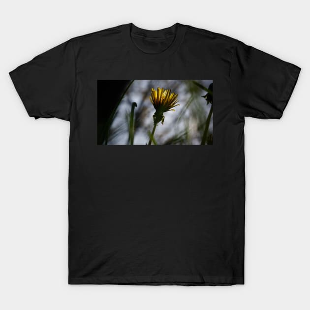 Back-lit Dandelion Flower T-Shirt by 1Redbublppasswo